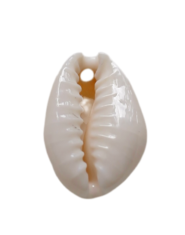 Cowrie Seashell Charm