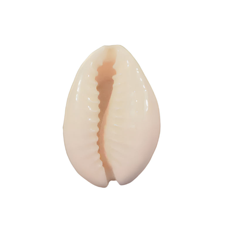 Cowrie Seashell Charm